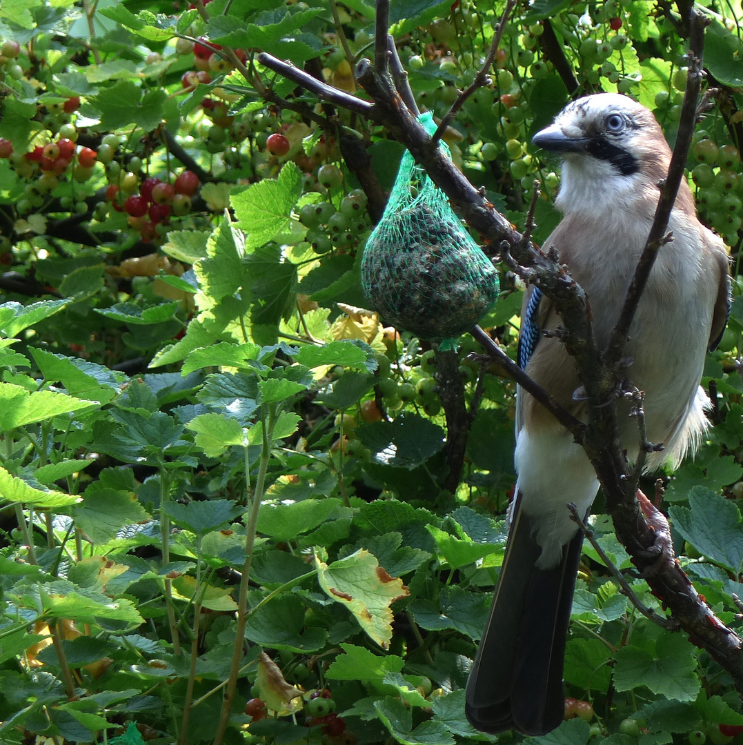 Ich bin auch ein Singvogel