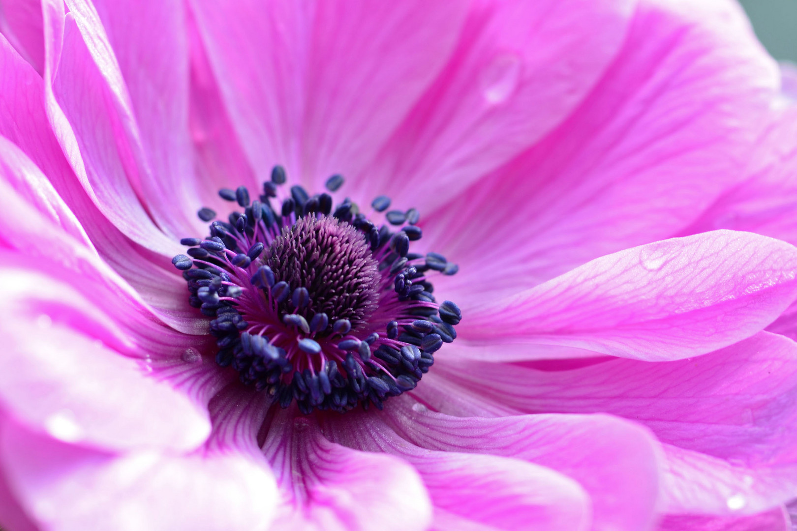 ich bin auch ein Windröschen, eine Anemone