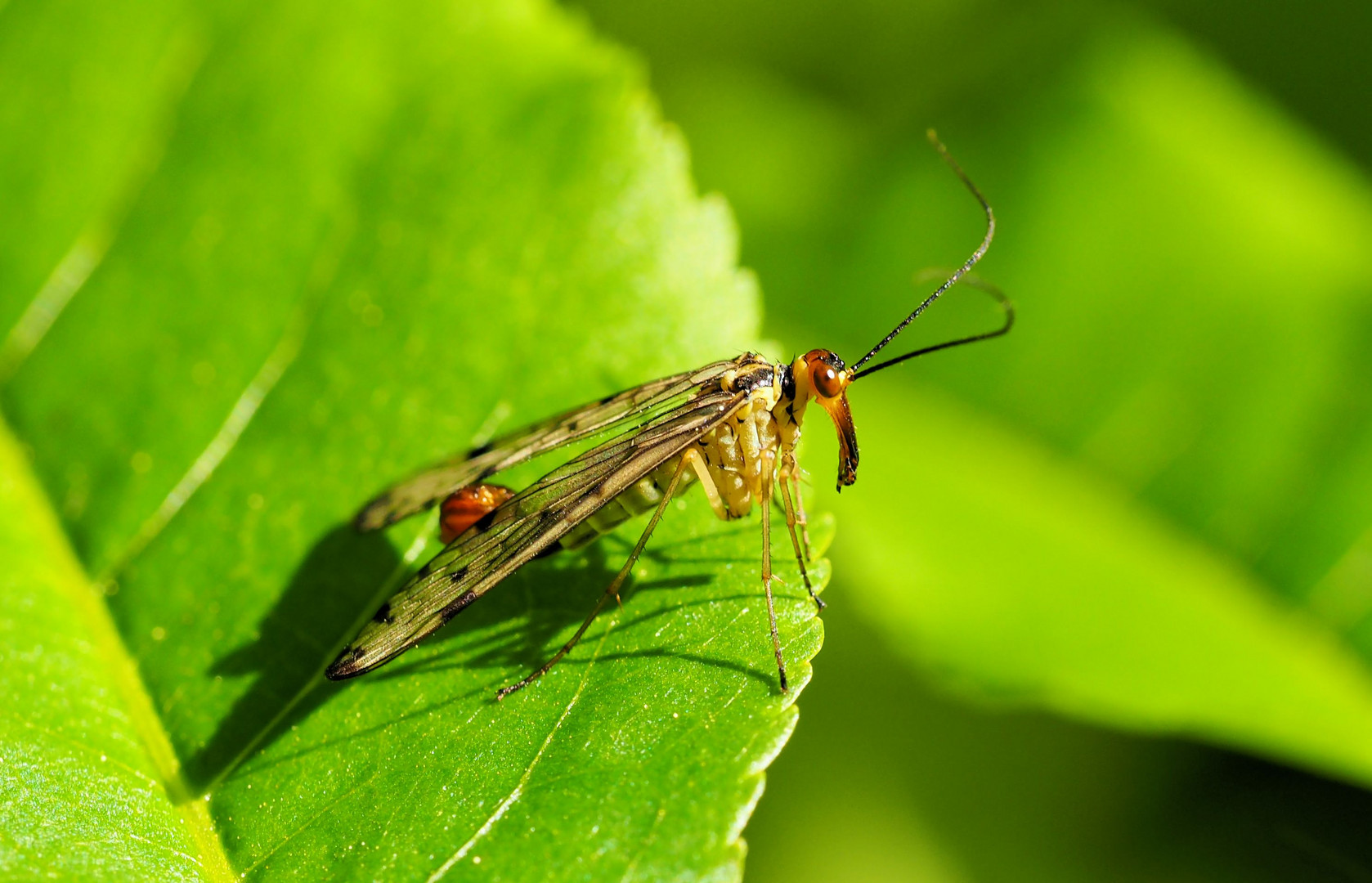 Ich bin auch eine Fliege...