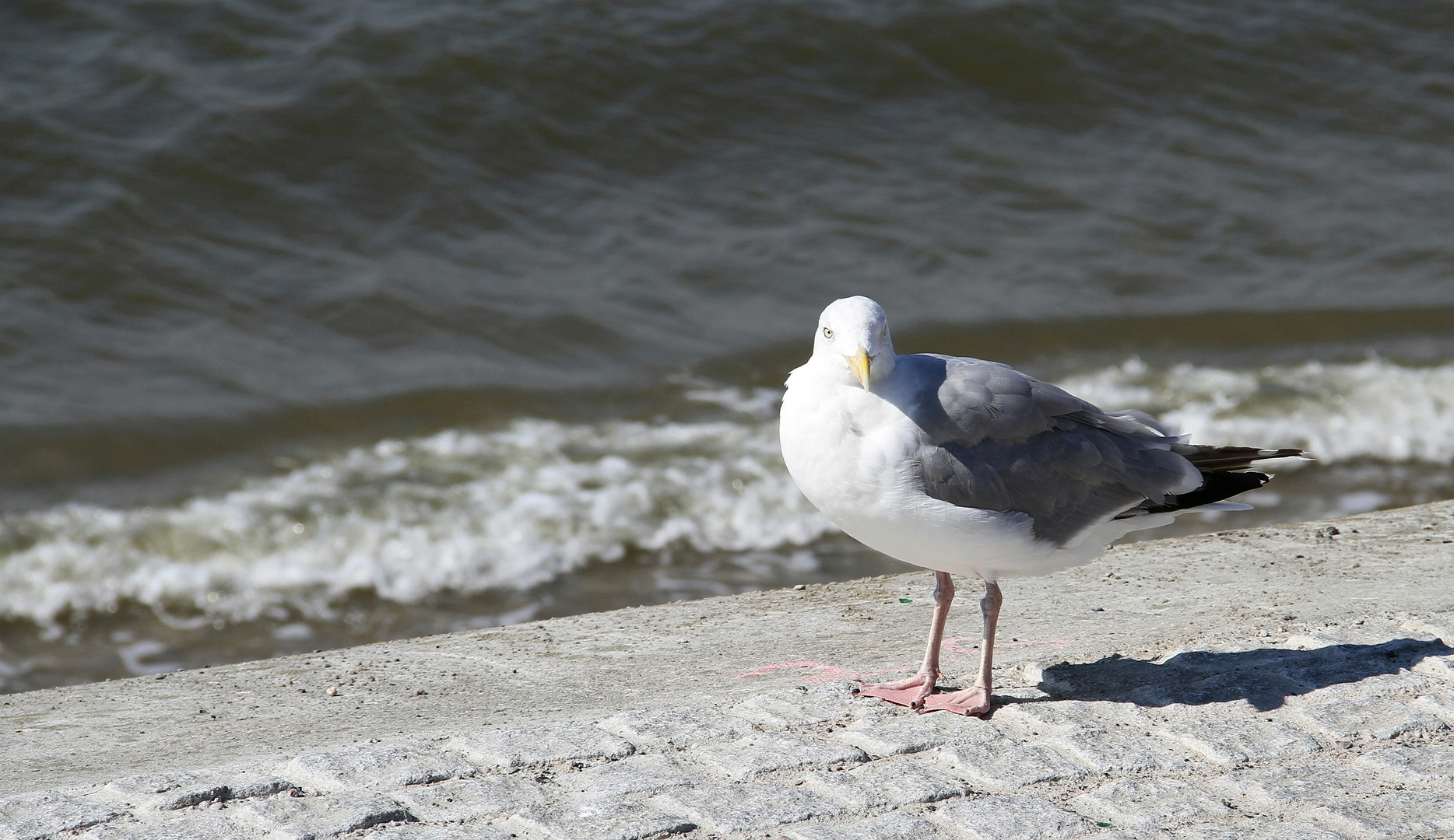 Ich bin auch im Winter hier ... eine Borkumer Möwe Foto 2