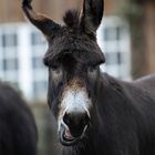 ICH bin auch kein Osterhase