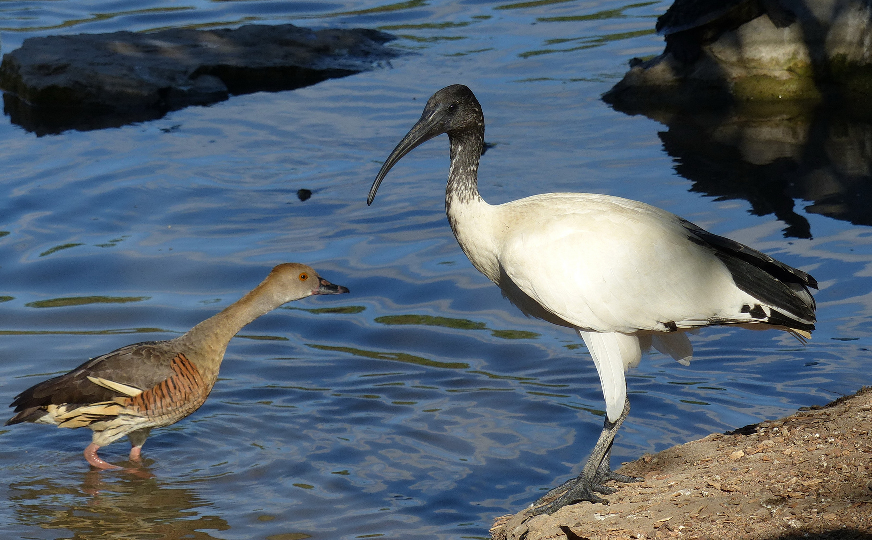 Ich bin auch noch da    -  Wildlife Australien