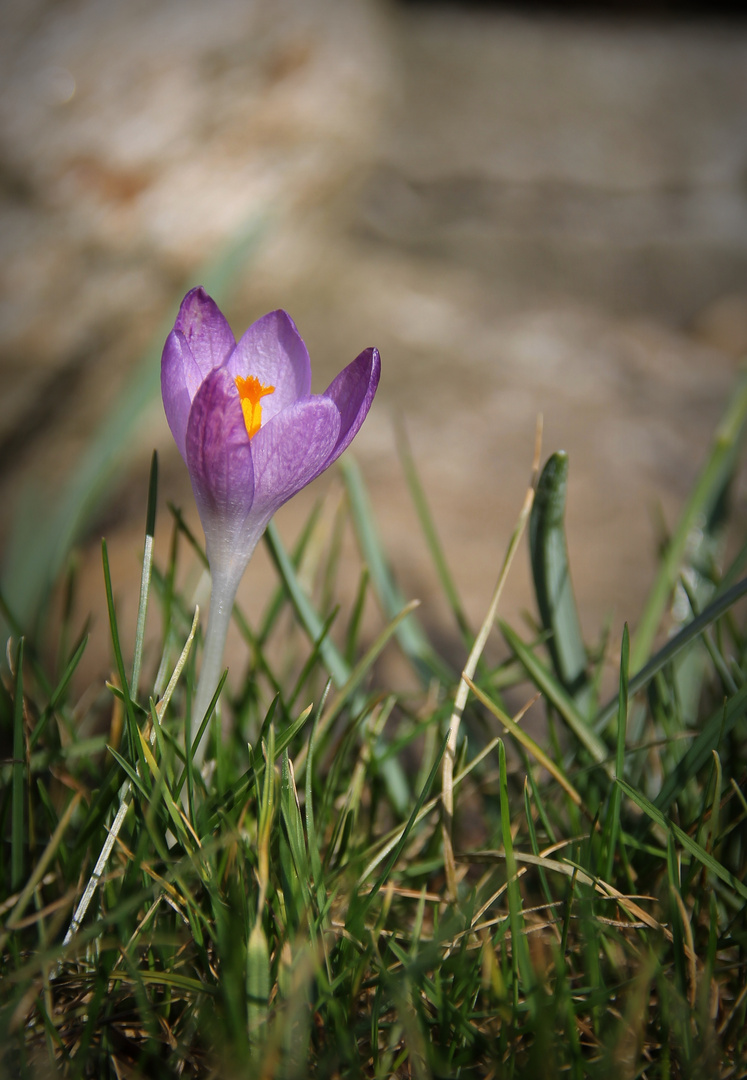 ICH BIN BEREIT! - für den Frühling