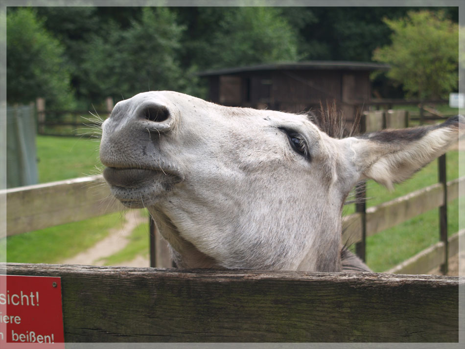 Ich bin bereit zum Fotoshooting!