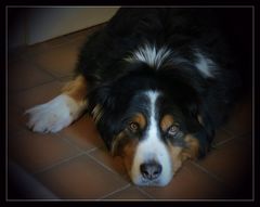 Ich bin Berner Sennenhundrüde und heisse Eiko