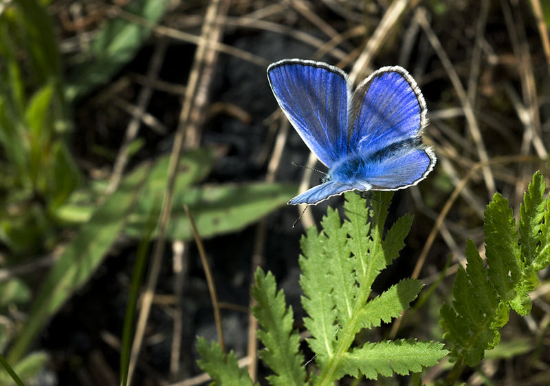 ich bin blau