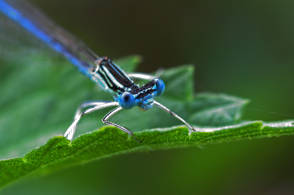 ich bin blau....