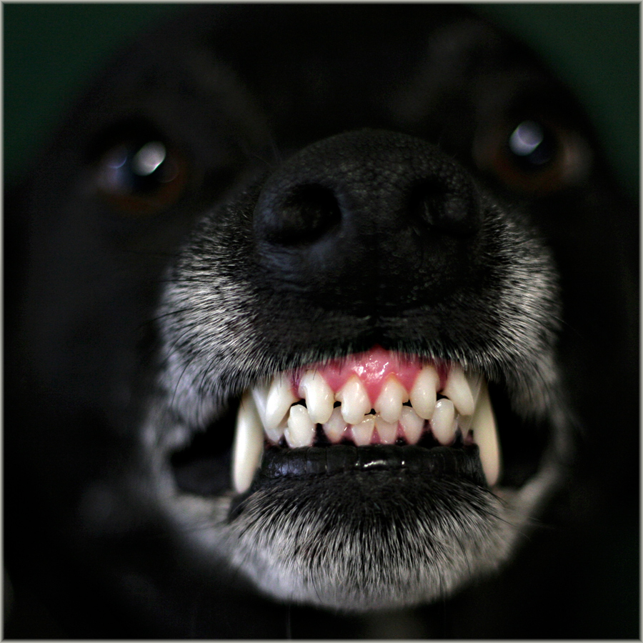 ich bin böse!!! Foto & Bild tiere, haustiere, hunde Bilder auf