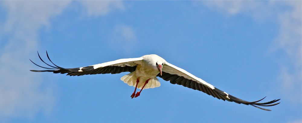 ich bin dann mal weg,