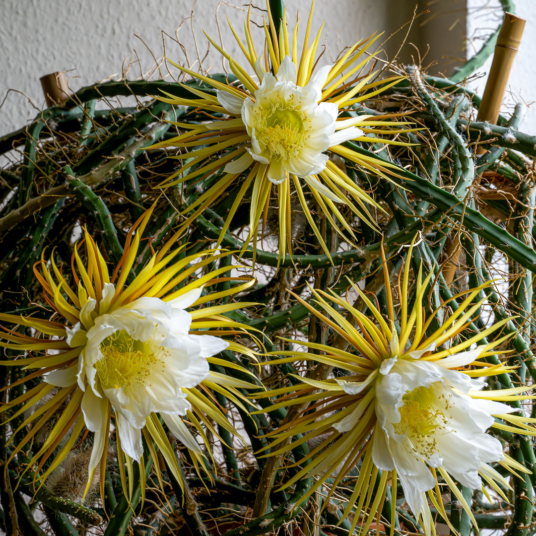 Ich bin dann mal weg und die Blumengießfrage ist geklärt