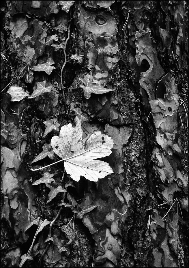 ich bin das blatt im wind...