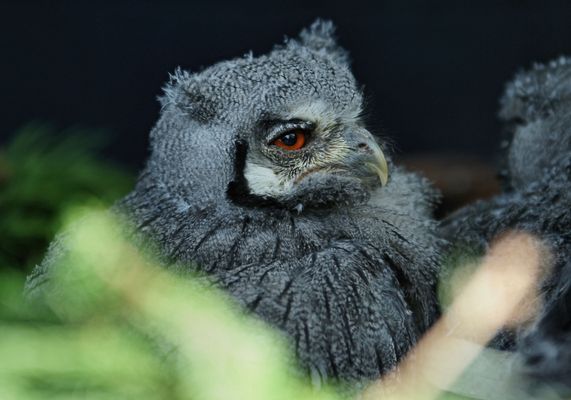 Ich bin das Nachwuchstalent