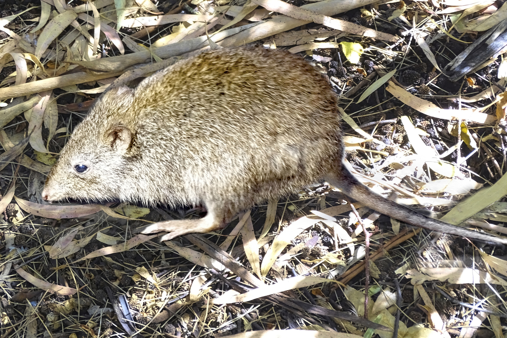 Ich bin das Quokka