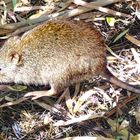 Ich bin das Quokka