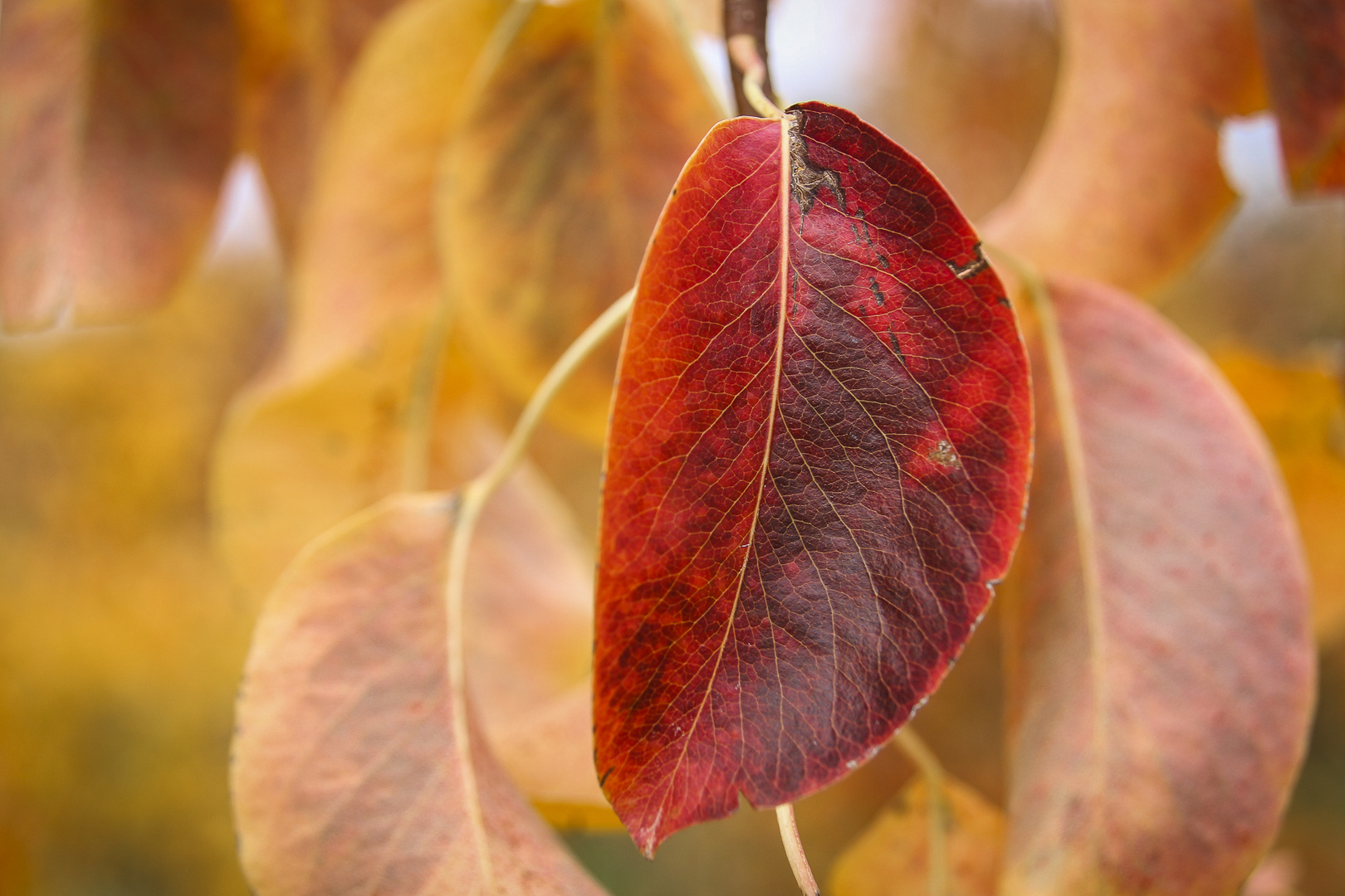 Ich bin das schönste Blatt im Land