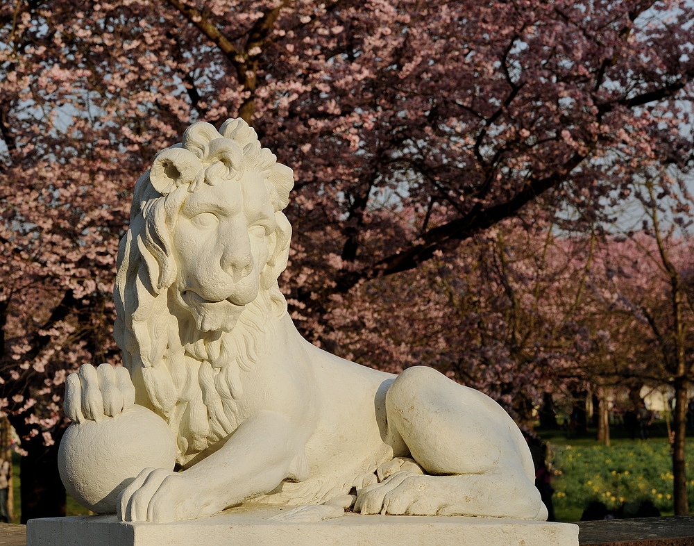 Ich bin der Bewacher der Zierkirschenblüte im Schwetzinger Schlossgarten (Mannheim) und....