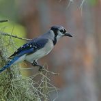 Ich bin der Blauhäher...