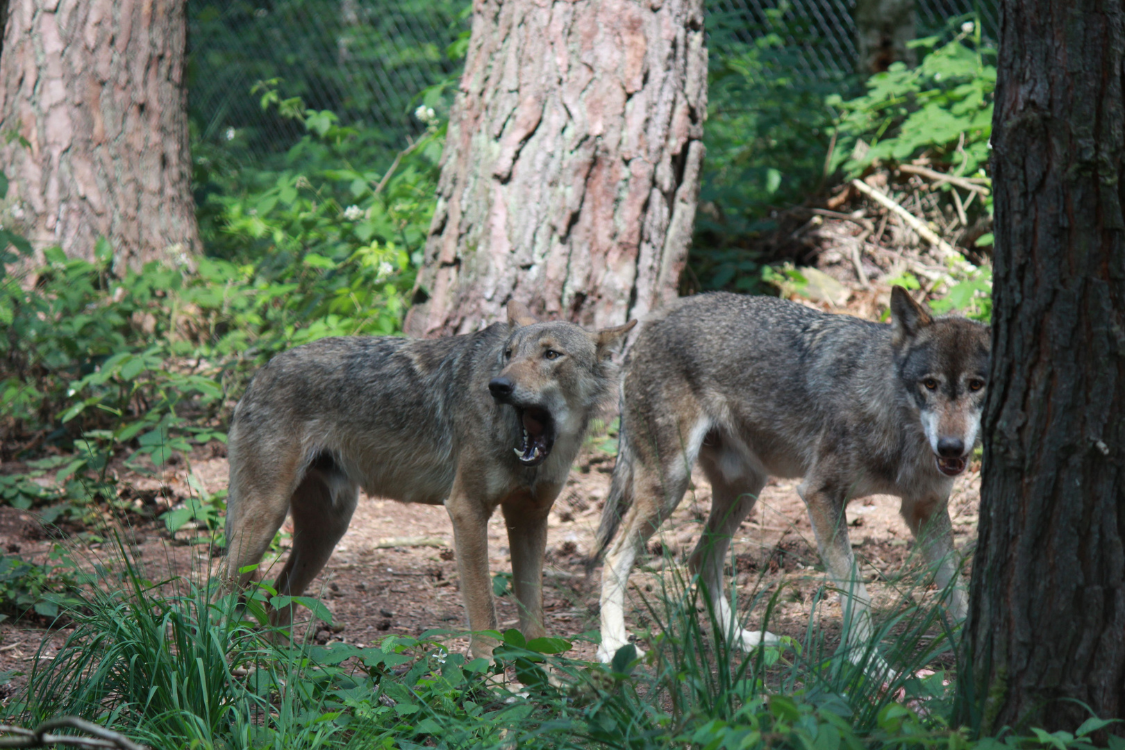 Ich bin der böse Wolf