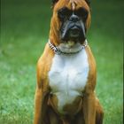 Ich bin der Boxer Bonnie, sehr erfolgreicher Schutzhund