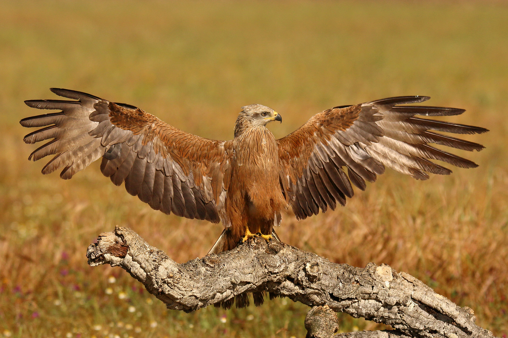 Ich bin der Bundesadler !  :-)