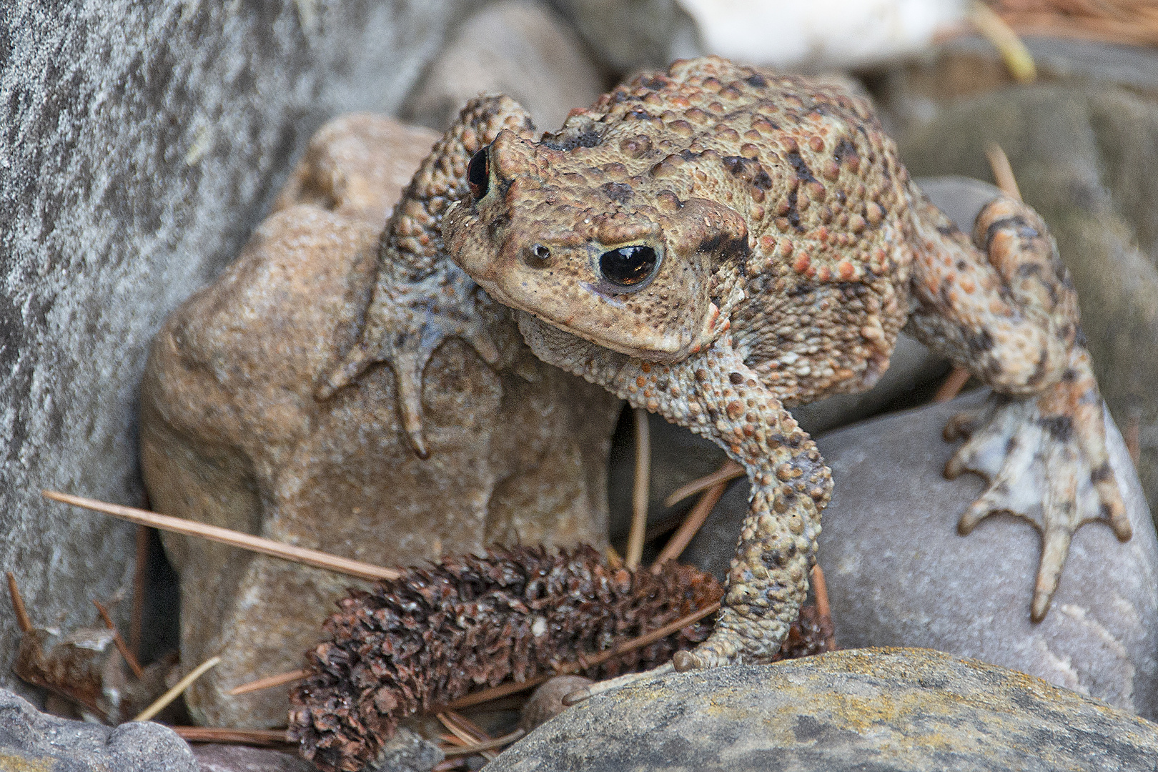 Ich bin der Froschkönig