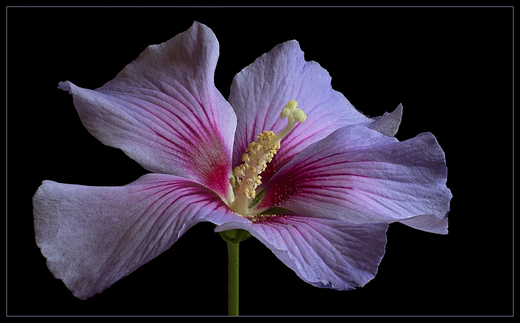 Ich bin der Gartenhibiskus Blue Bird