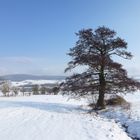 -Ich bin der größte Baum weit und breit-