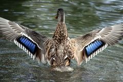 Ich bin der Größte ... Ganter im Tierpark Lange Erlen