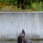 Ich bin der Herr der sieben Meere!