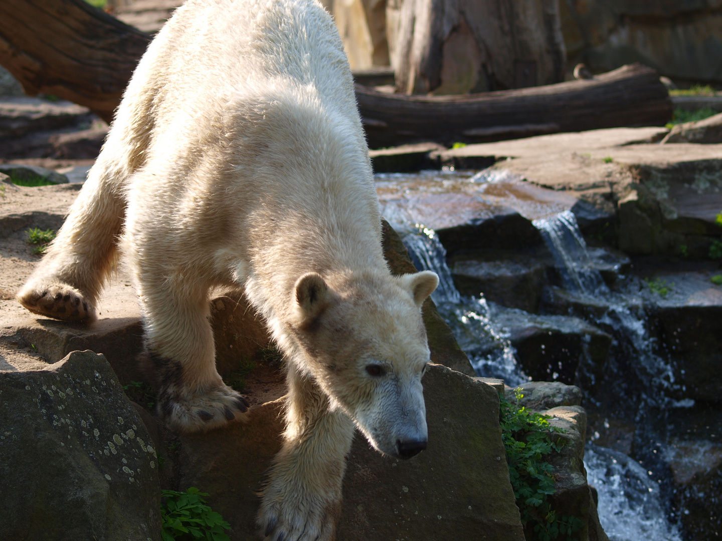 Ich bin der Knut