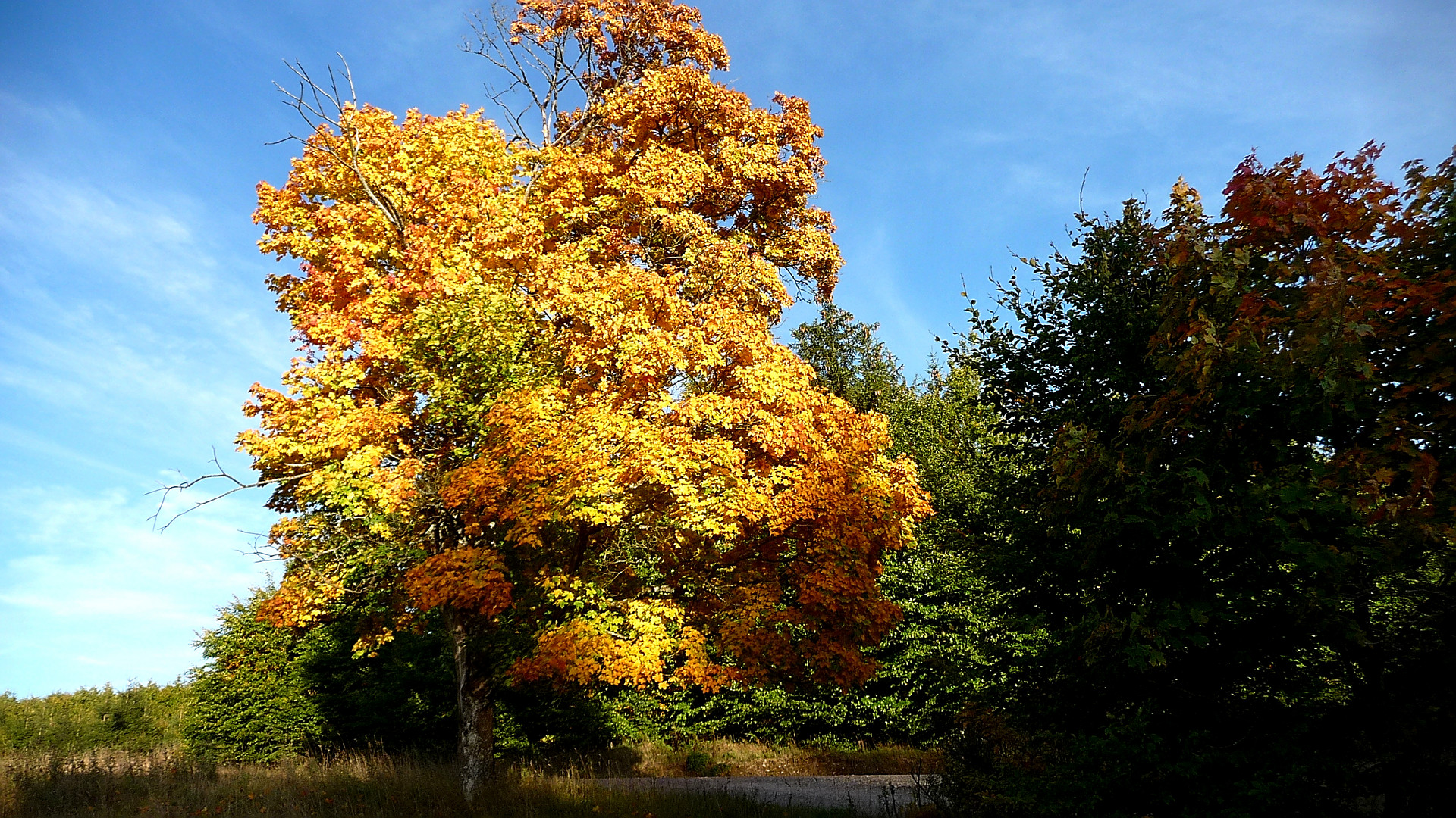 Ich bin der König im Herbst