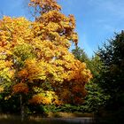 Ich bin der König im Herbst