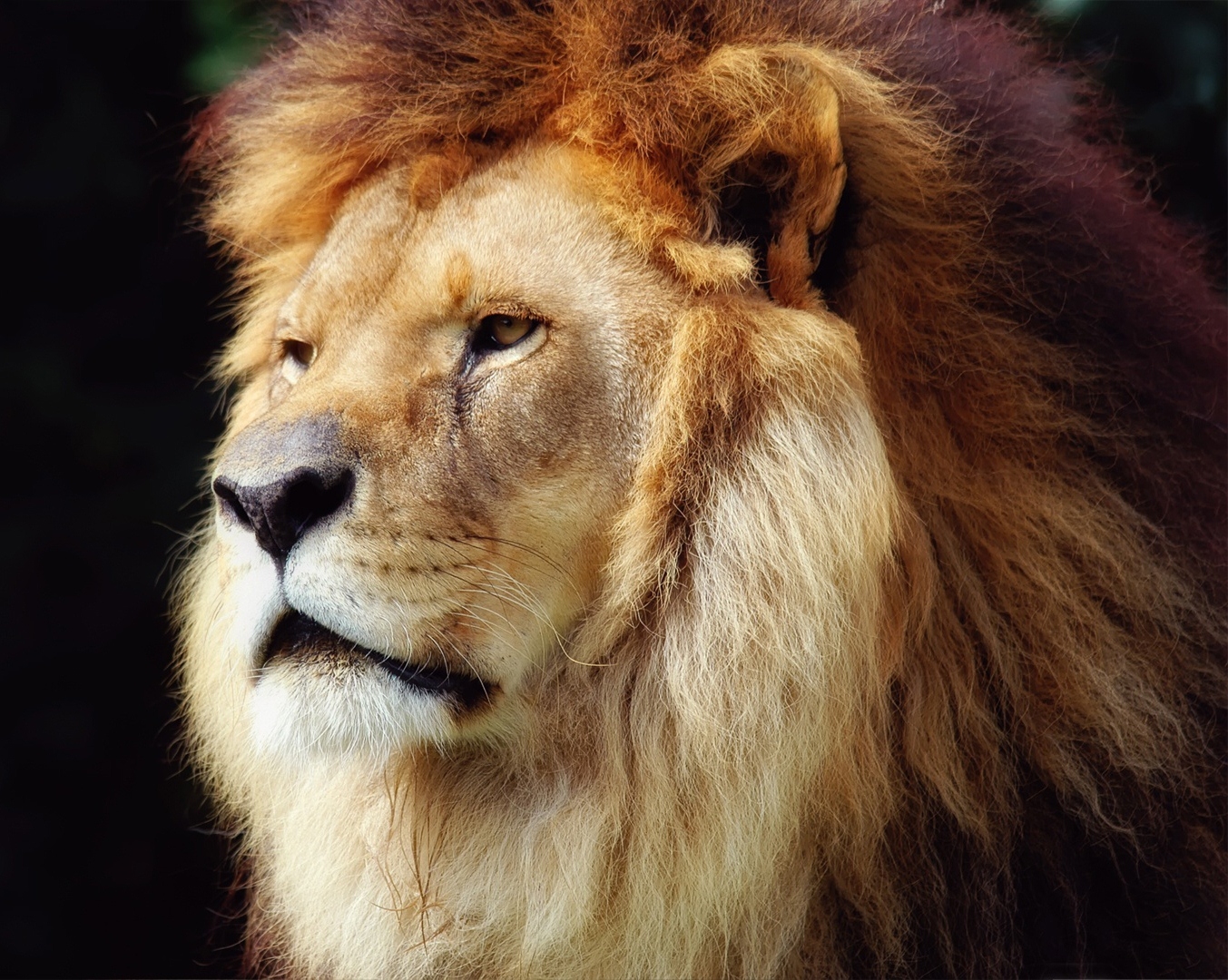 Ich bin der König im Zoo Dortmund