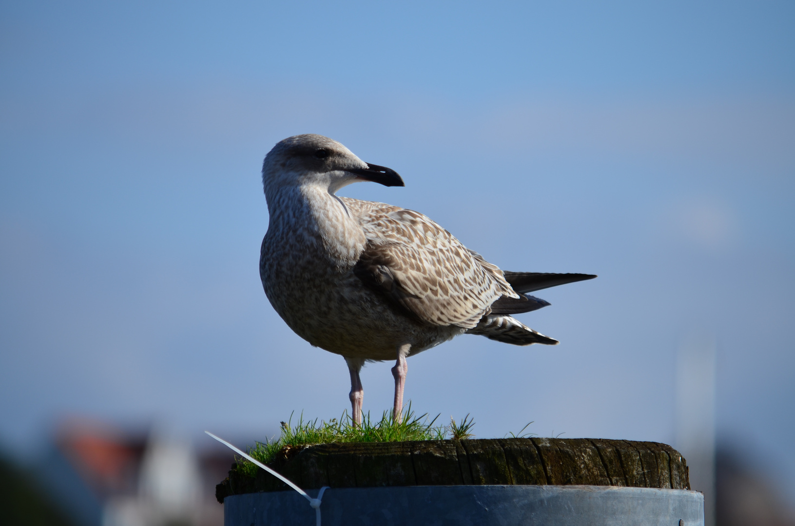 Ich bin der König von Flensburg