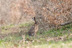 ich bin der osterhase