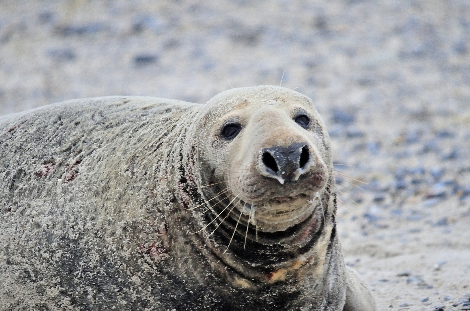 Ich bin der Panierte vom Nordstrand