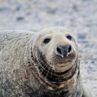 Ich bin der Panierte vom Nordstrand