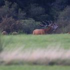 Ich bin der Platzhirsch 