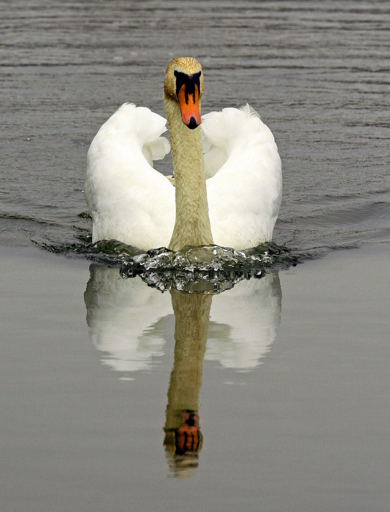 ich bin der schnellste schwan auf den gaaaaaaaaaaaaannnnnzen weiten teich