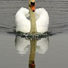 ich bin der schnellste schwan auf den gaaaaaaaaaaaaannnnnzen weiten teich