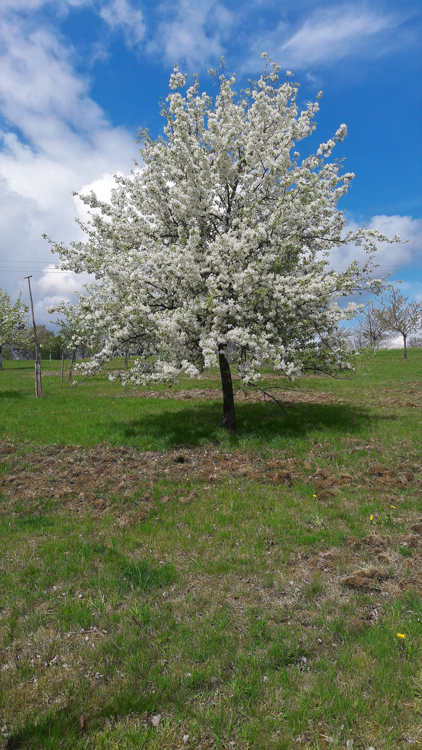 Ich bin der schönste blühende Apfelbaum  auf der Streuobstwiese