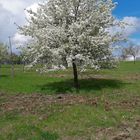 Ich bin der schönste blühende Apfelbaum  auf der Streuobstwiese