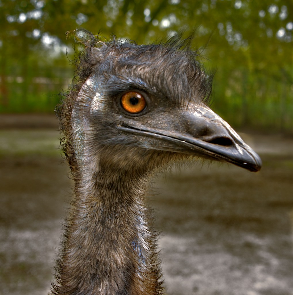 Ich bin der Schönste (Emu)