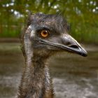 Ich bin der Schönste (Emu)