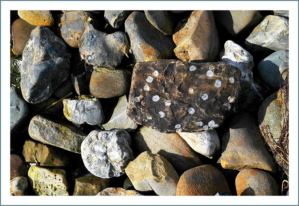 ... ich bin der Schönste hier am Strand ...