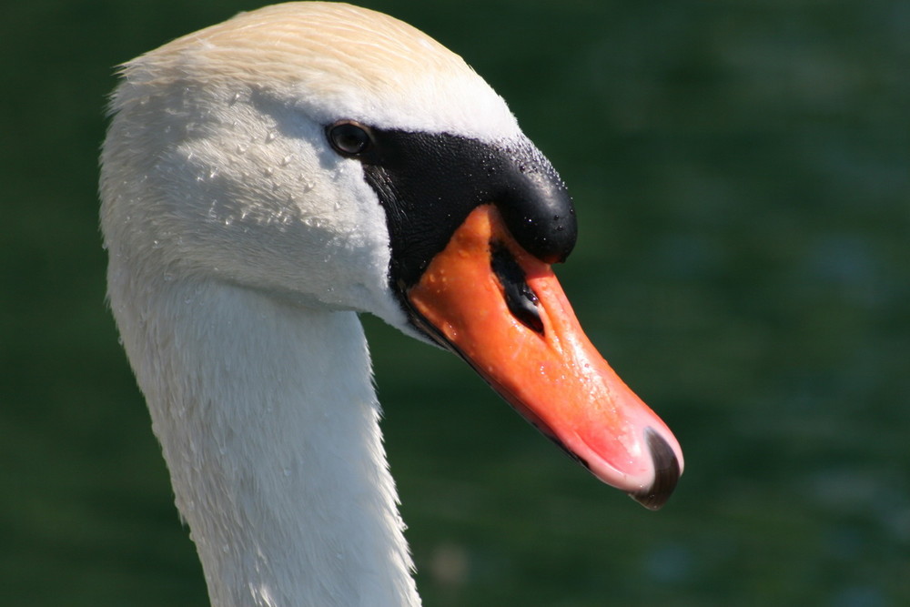 Ich bin der schönste hier im See