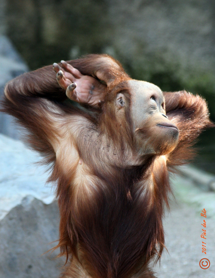 "Ich bin der Schönste!" - Orang Utan