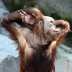 "Ich bin der Schönste!" - Orang Utan