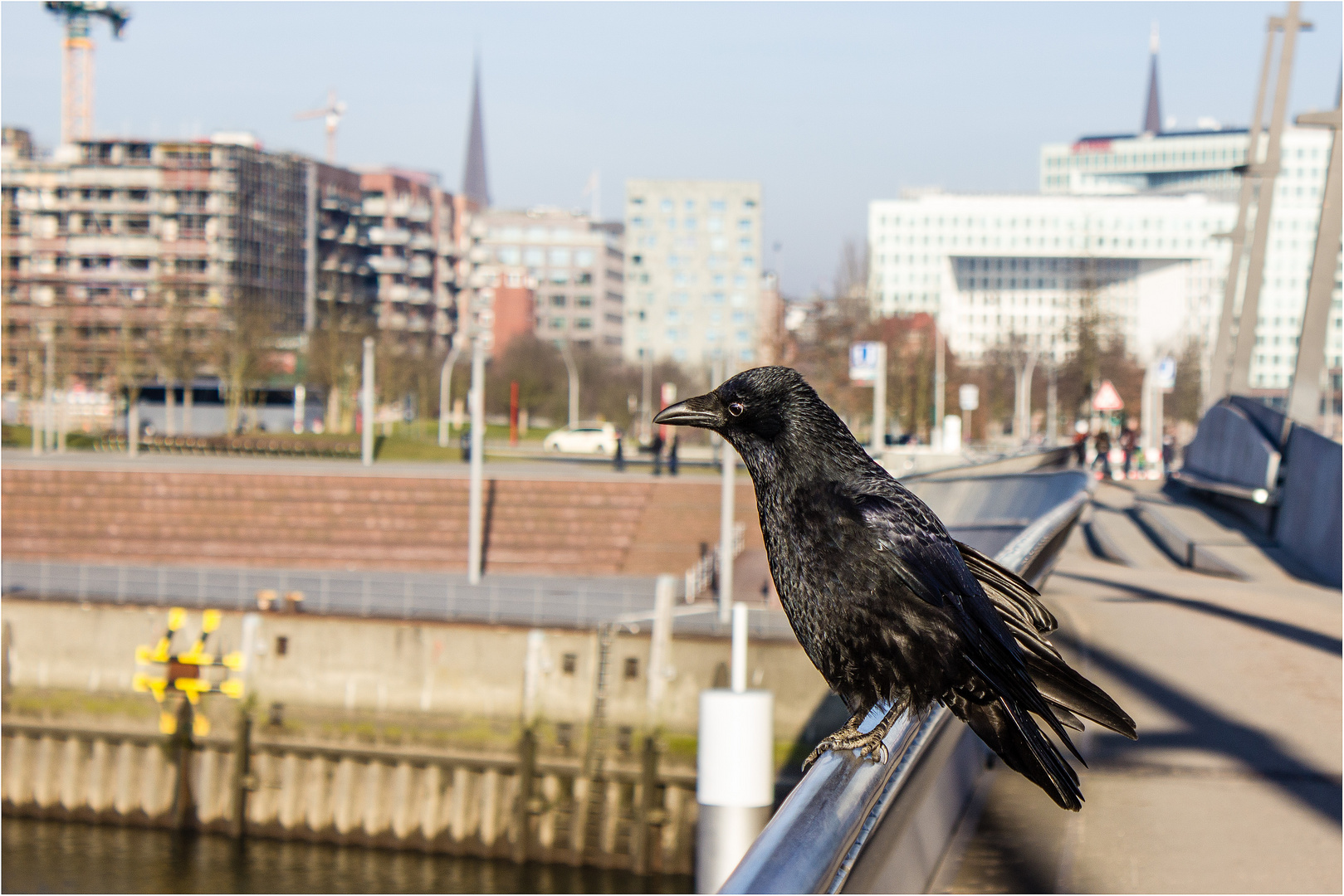 Ich bin der STAR der Hafencity ...