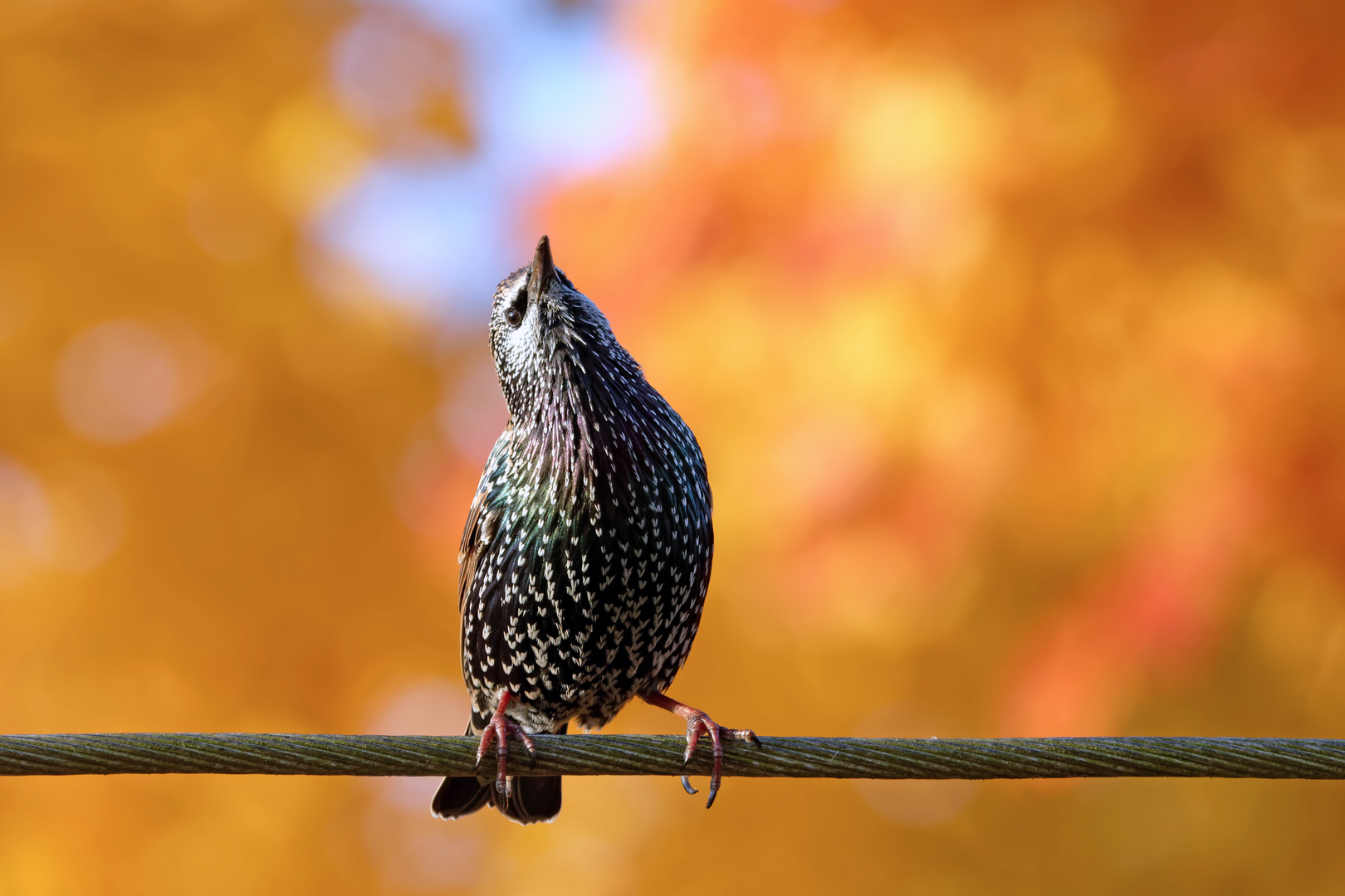  Ich bin der Star unter den Staren...( Sturnus vulgaris) 